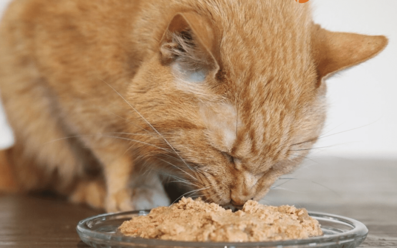 Cat Food Comparable to Pet Pride Pate: A Complete Guide for you cat