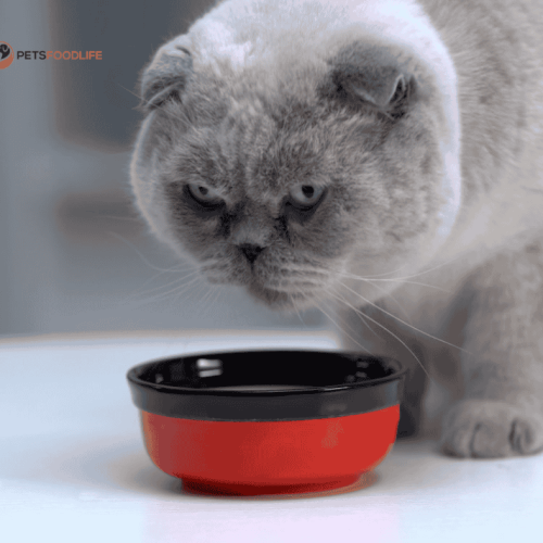 Best Dry Cat Food for Diabetic Cats Without Vet Prescriptions