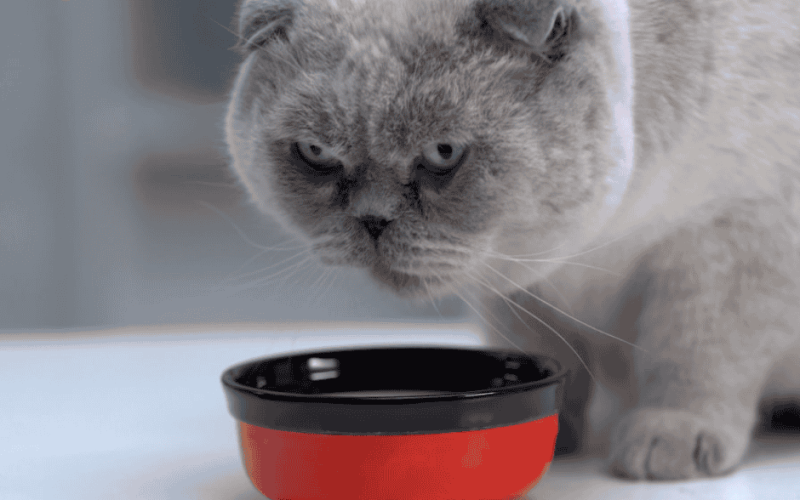 Best Dry Cat Food for Diabetic Cats Without Vet Prescriptions