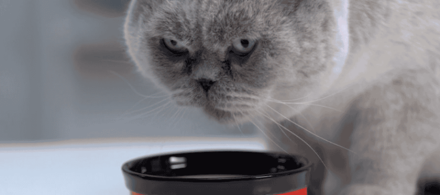 Best Dry Cat Food for Diabetic Cats Without Vet Prescriptions