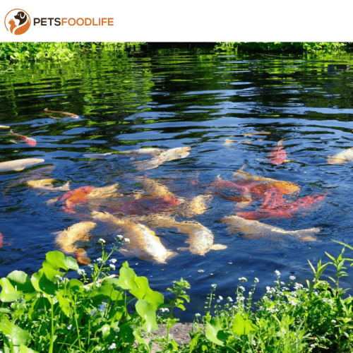 Fish Food for Ponds: A Complete Guide for a Decent Fish Diet