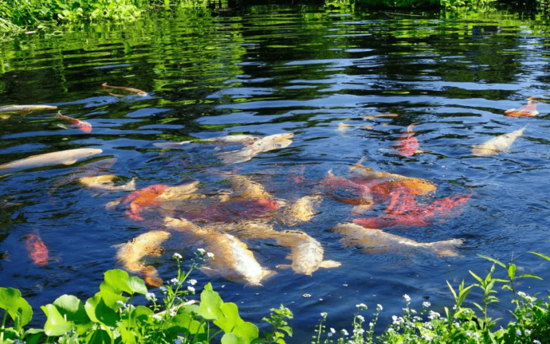 Fish Food for Ponds: A Complete Guide for a Decent Fish Diet