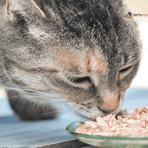 Gentle Giant Cat Food: A Great Idea For Those Who Have Big Cats