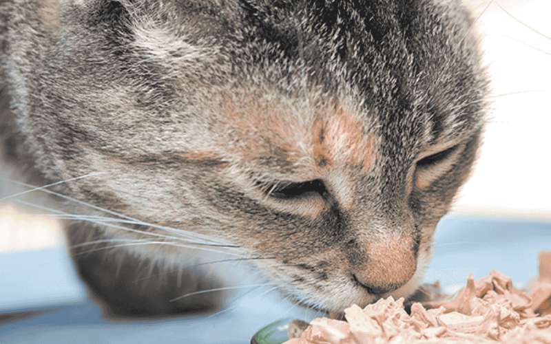 Gentle Giant Cat Food: A Great Idea For Those Who Have Big Cats