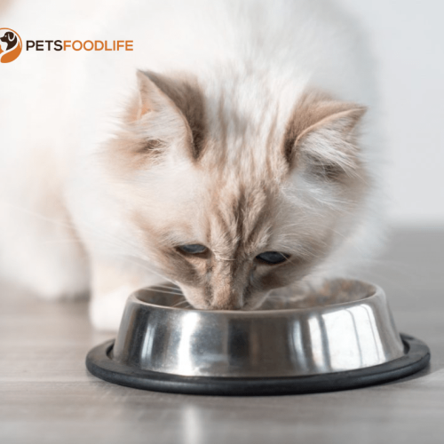 What Makes Gentle Giants Cat Food the Ideal Choice for Your Cat