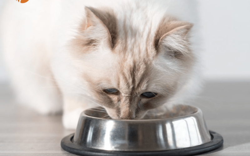 What Makes Gentle Giants Cat Food the Ideal Choice for Your Cat