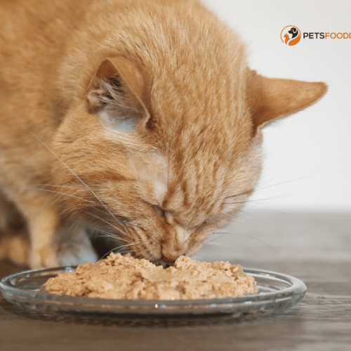 Grain-Free Wet Cat Food: A Complete Guide for Cat Owners