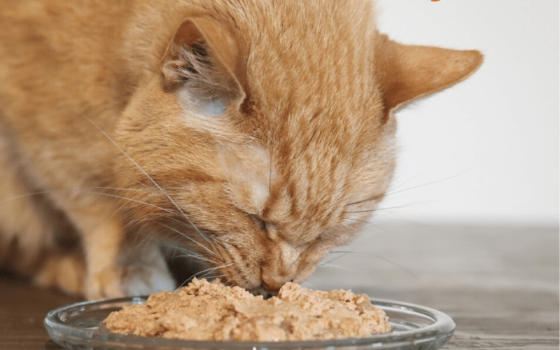 Grain-Free Wet Cat Food: A Complete Guide for Cat Owners