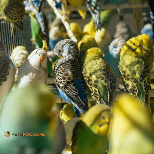 Higgins Parrot Food: All You Need To Know