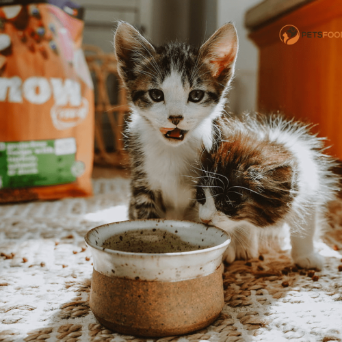 High-Protein Wet Cat Food: Complete Guide