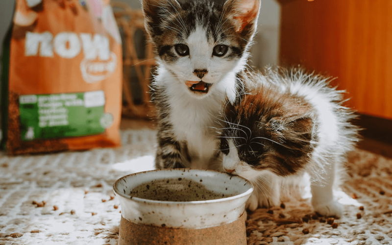 High-Protein Wet Cat Food: Complete Guide