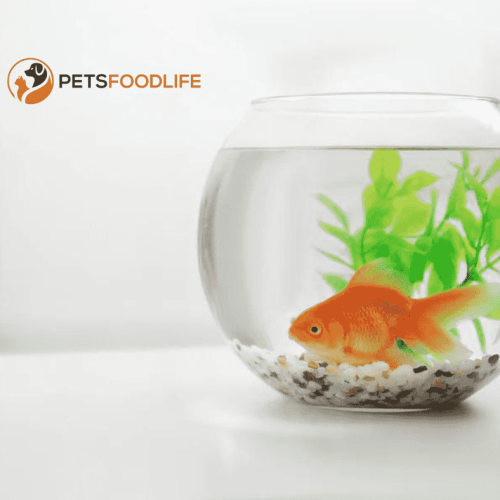 How Long Can Goldfish Go Without Food? Essential Facts