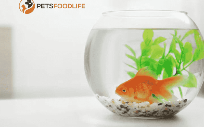 How Long Can Goldfish Go Without Food? Essential Facts