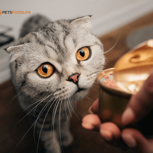 Human Grade Cat Food: Unveiling Top Health Benefits!