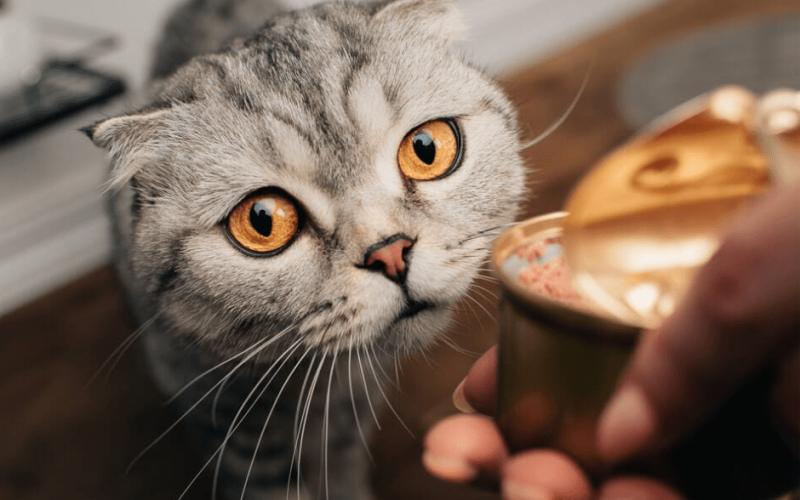 Human Grade Cat Food: Unveiling Top Health Benefits!