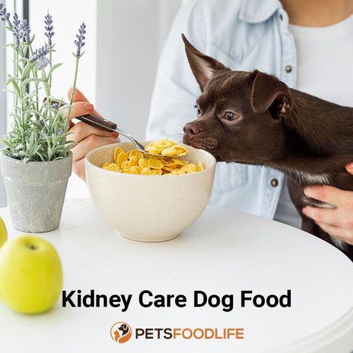 Best Kidney Care Dog Food: Keep Your Dog’s Kidneys Healthy