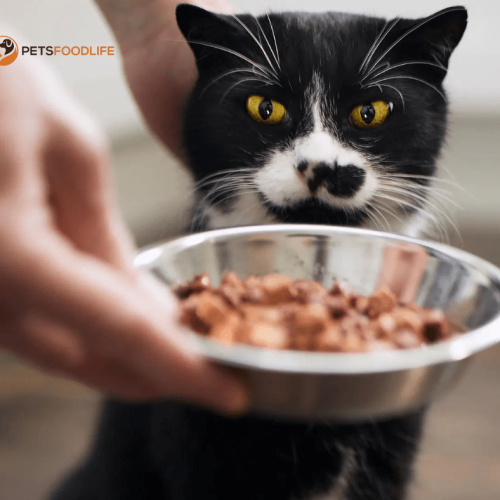 Top Benefits of Low Protein Cat Food for Your Cat’s Health