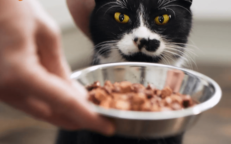 Top Benefits of Low Protein Cat Food for Your Cat’s Health