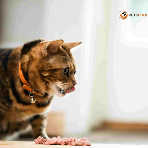 Natural Balance Cat Food: The most nutritious food for your cat