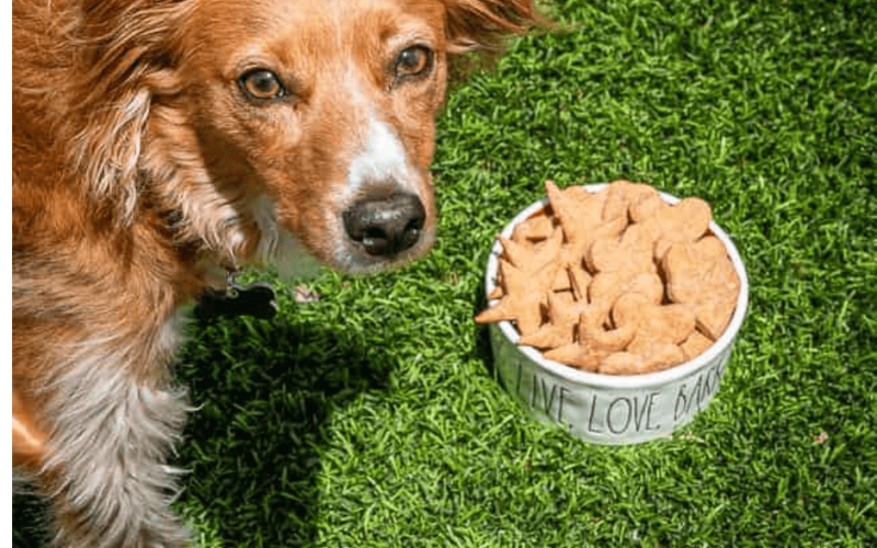 Peanut Butter Dog Food: The Ultimate Guide for Healthy Pets