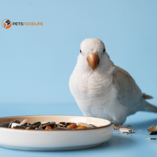 Pet Bird Food: Best Nutritional Options to Feed Your Feathered Friend