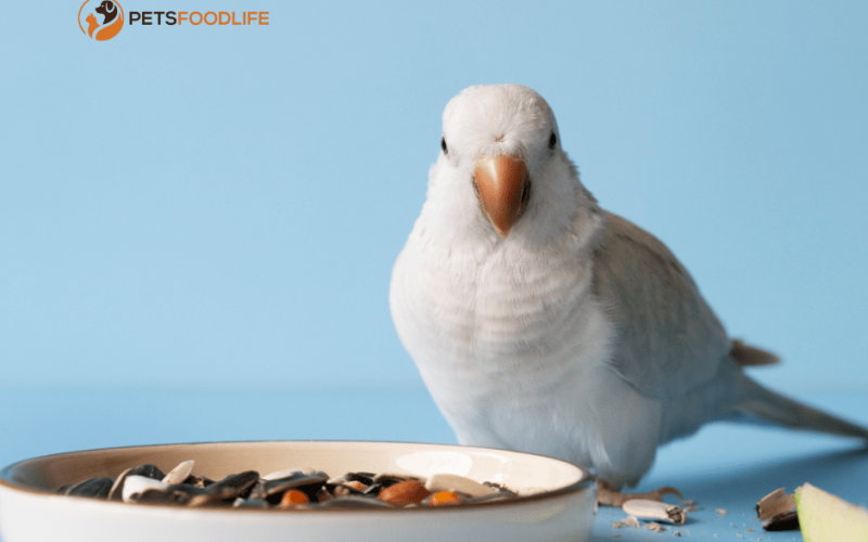 Pet Bird Food: Best Nutritional Options to Feed Your Feathered Friend