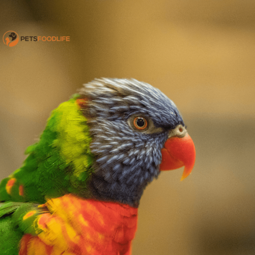 Tops Parrot Food: The Smart Choice for Parrot Nutrition