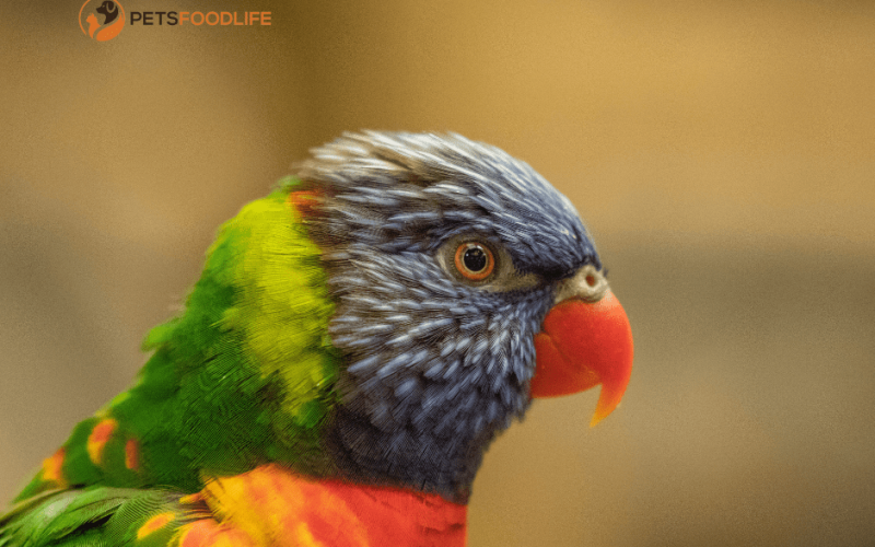 Tops Parrot Food: The Smart Choice for Parrot Nutrition