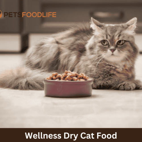 The Ultimate Guide to Wellness Dry Cat Food