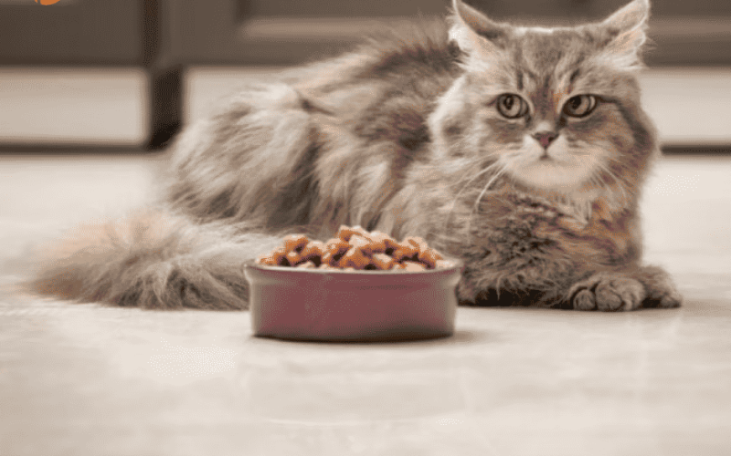 The Ultimate Guide to Wellness Dry Cat Food