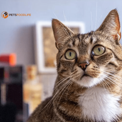 Wet Canned Cat Food: Understanding and Benefits