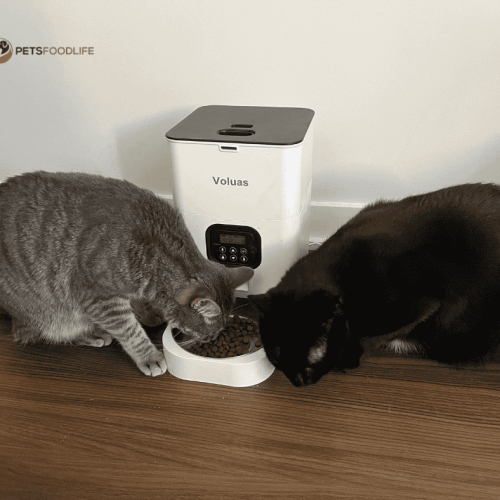 Wet Cat Food Automatic Feeder With Pet ID Technology: Feeding Made Easy