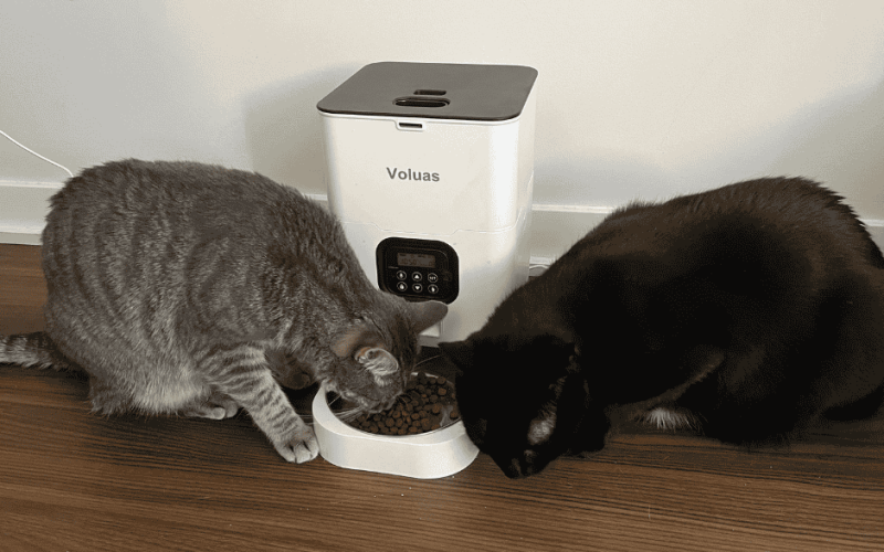 Wet Cat Food Automatic Feeder With Pet ID Technology: Feeding Made Easy