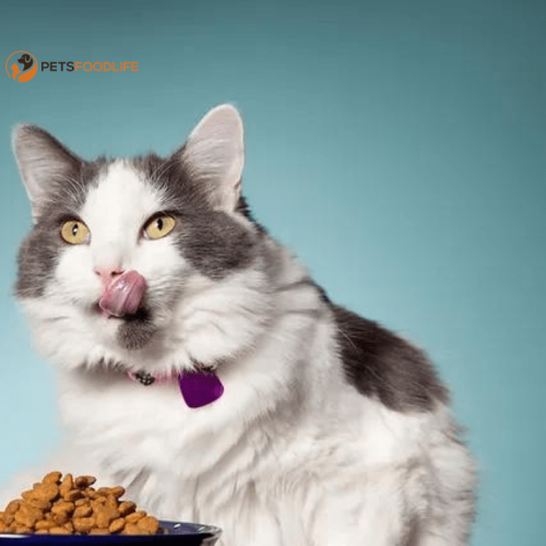 Complete Wet Cat Food for Kittens: All You Need to Know