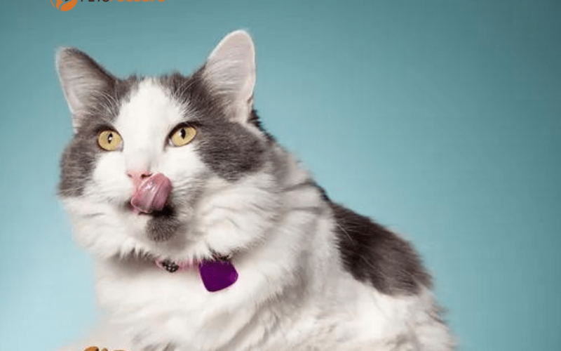 Complete Wet Cat Food for Kittens: All You Need to Know