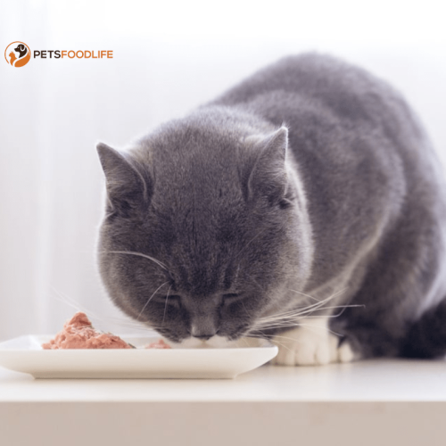 Wet Cat Food for Sensitive Stomach: The Ultimate Guide