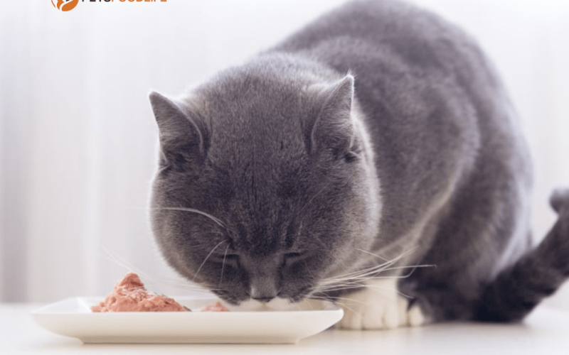 Wet Cat Food for Sensitive Stomach: The Ultimate Guide